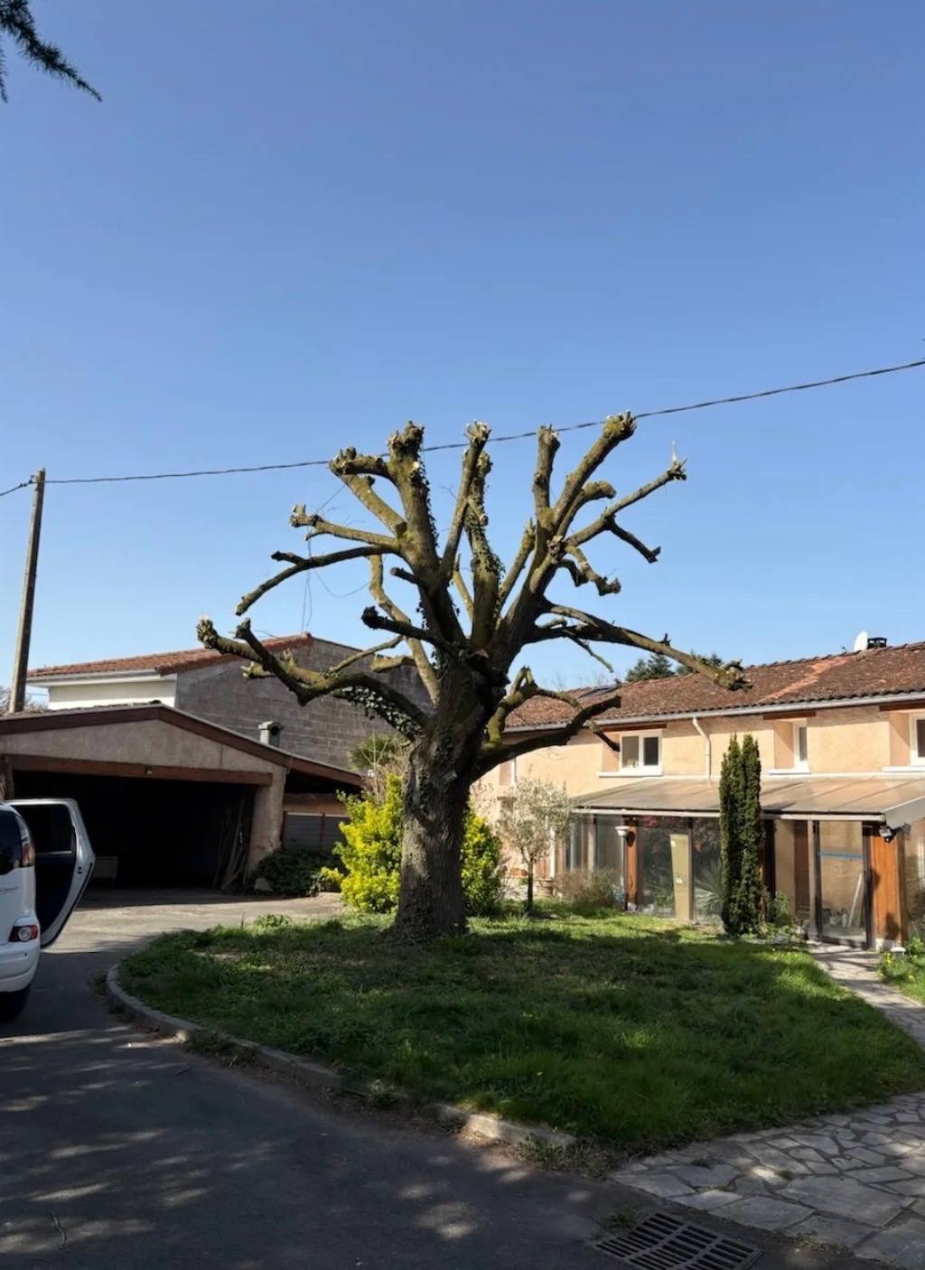 Élagage d'un grand arbre à Lisieux
