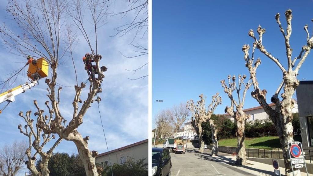 Arbre élagué dans un jardin à Lisieux